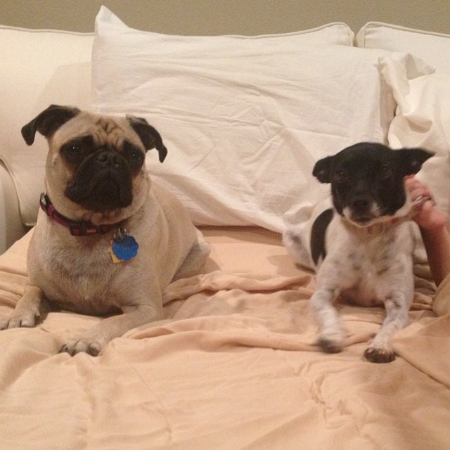 After the scary fireworks, these two princesses are ready for bed! #pug #ratterrier