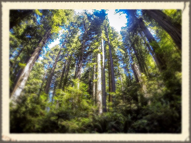 Redwoods and Elk-039