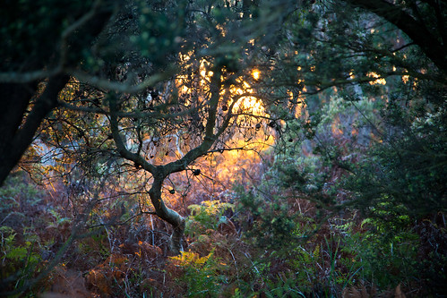 trees sun sunlight sunrise track path foliage bridport