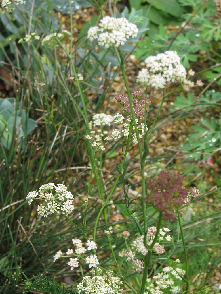 Seseli montanum or hippomarathrum