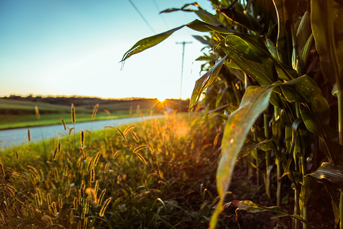 sun nature corn unitedstates pennsylvania farm coalcenter