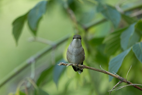Resting Ruby-throated Hummingbird