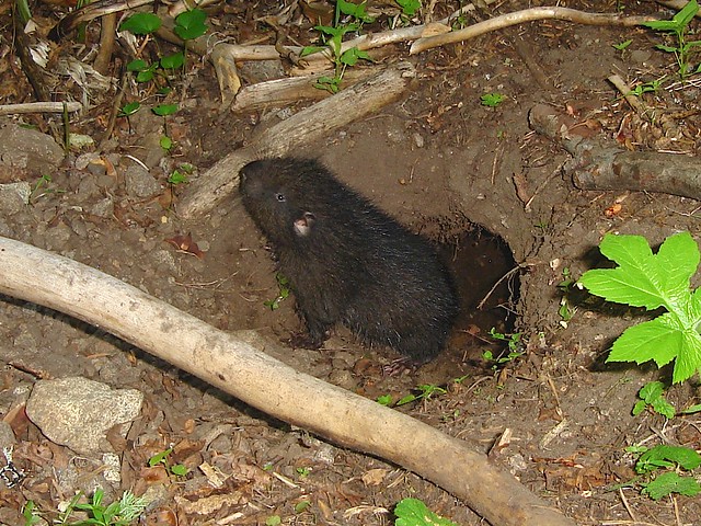 juvenile mountain beaver