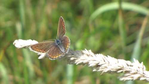 fauna polska biologia przyroda motyle