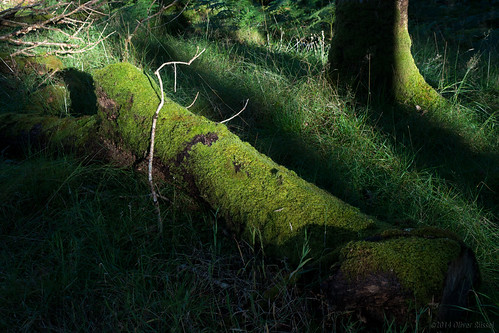 uk trees sunlight green grass wales forest moss log shadows oru 2014