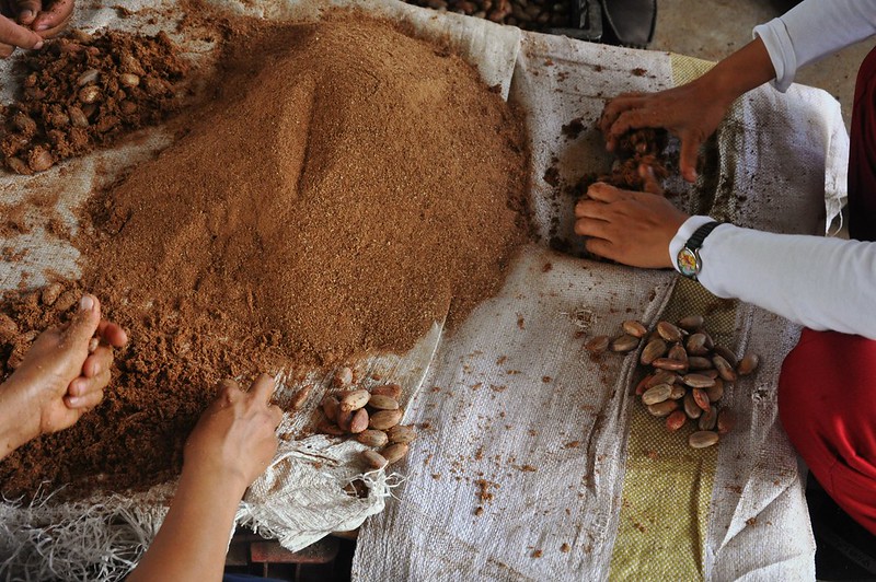 Puentespina Farm Cacao Community