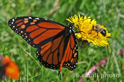 butterfly monarch muskoka threemilelake brball