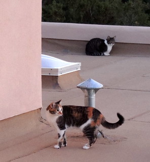Cats on the Roof