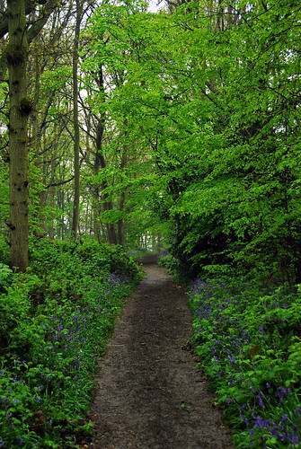 blue trees green bluebells landscape kent woods nikon path d200 parkwood appledore undergrowth 18200mmvr