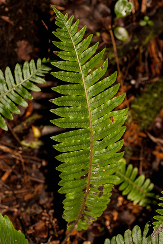 new plant fern bush zealand discolor botany southland invercargill seaward blechnum