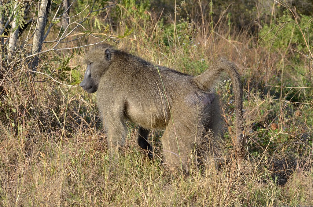 Kruger National Park