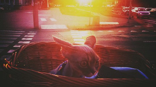 sunset bike cat devon rex devonrex parkolszyna
