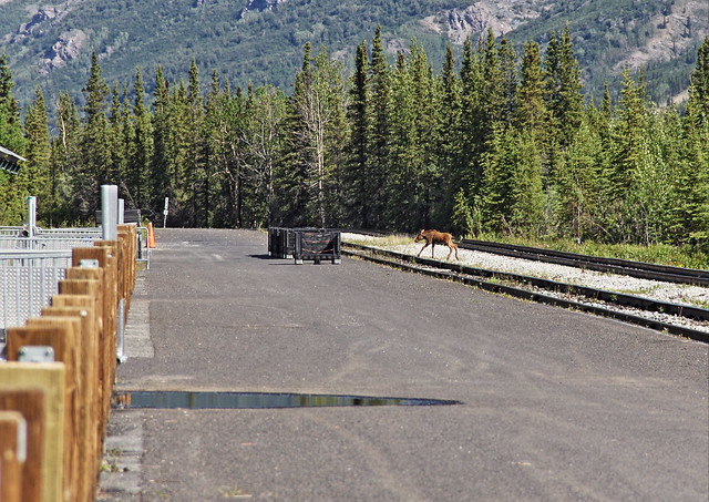 Moose calf crossing tracks Denali RR Depot 20140623