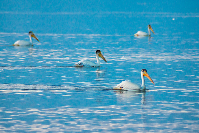 Pelicans, Lake, Blue, Water, Floating