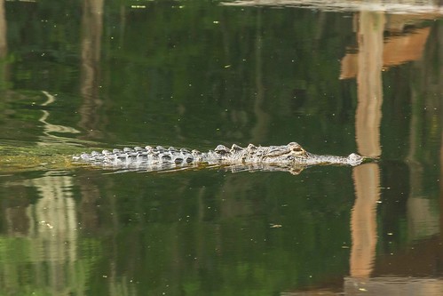 water florida gator alligator