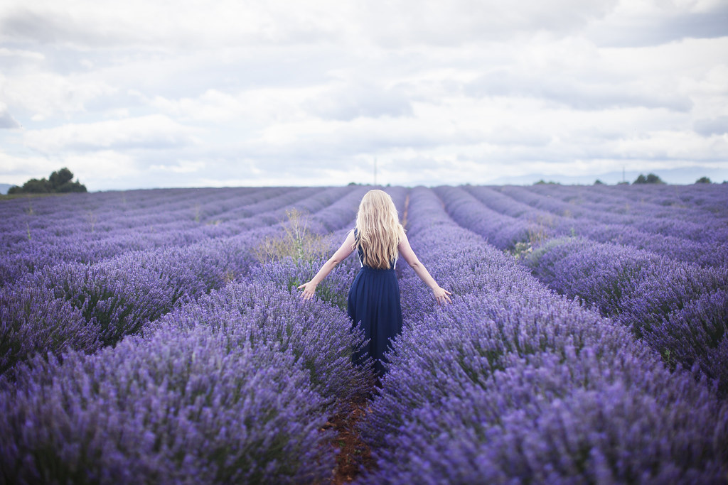 lavender fields in Valensole, Provence