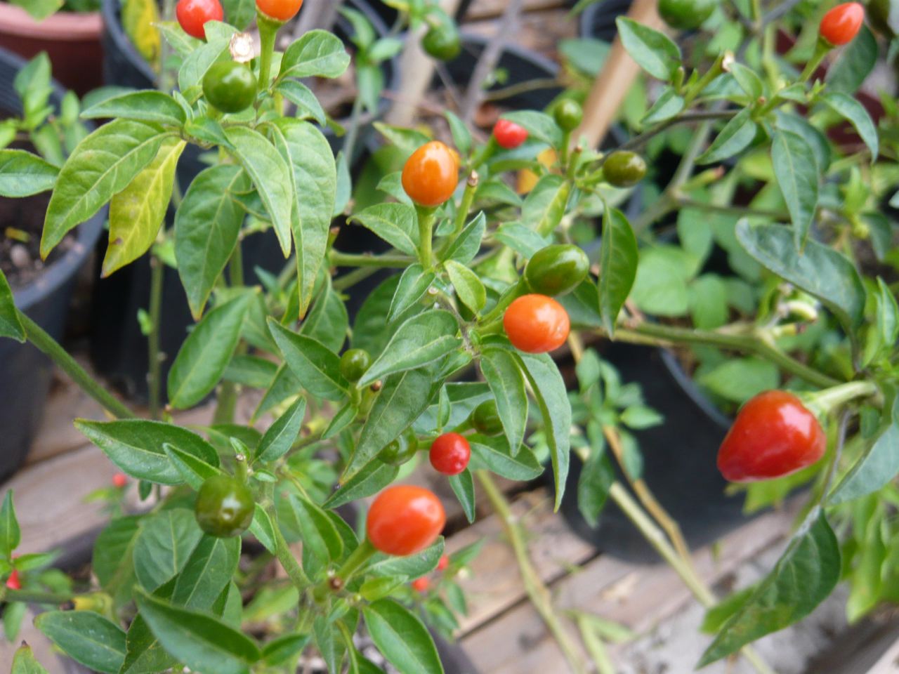 ron finley tomato plant