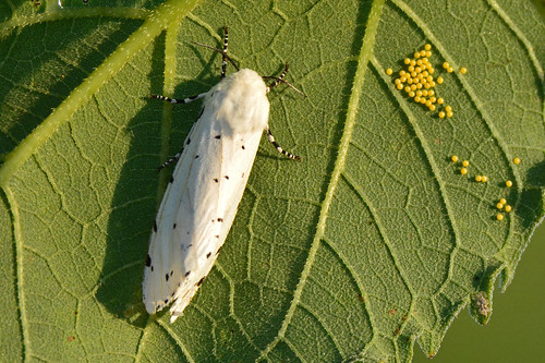 moth kansas wichita saltmarsh chisholmcreekpark