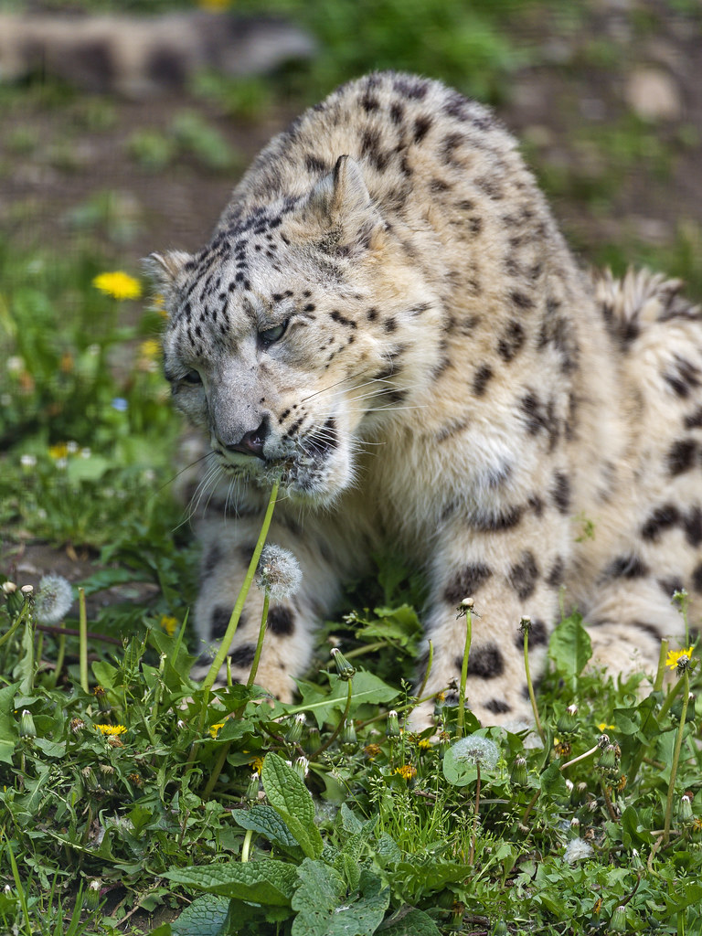 Snow leopard enjoying the Spring! ;)
