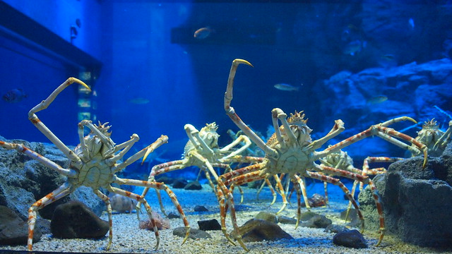 Osaka Aquarium Kaiyukan