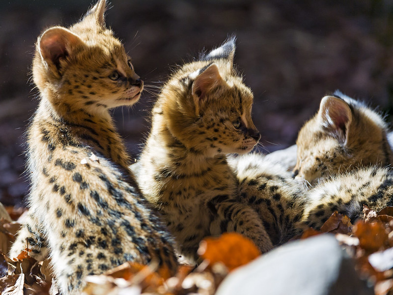 Three serval kittens!
