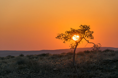africa sunset tree golden outdoor namibia namib anm avventurenelmondo regionedihardap