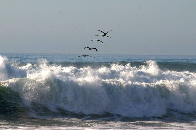 pelicans surf