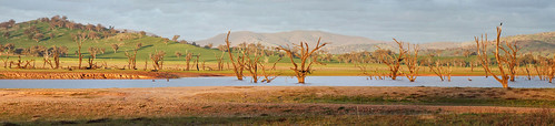 panorama water landscape albury goldentrees lakehume bowna