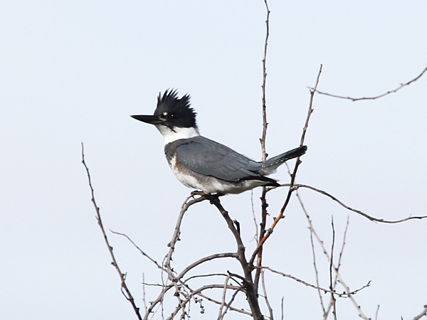 Photograph titled 'Belted Kingfisher'