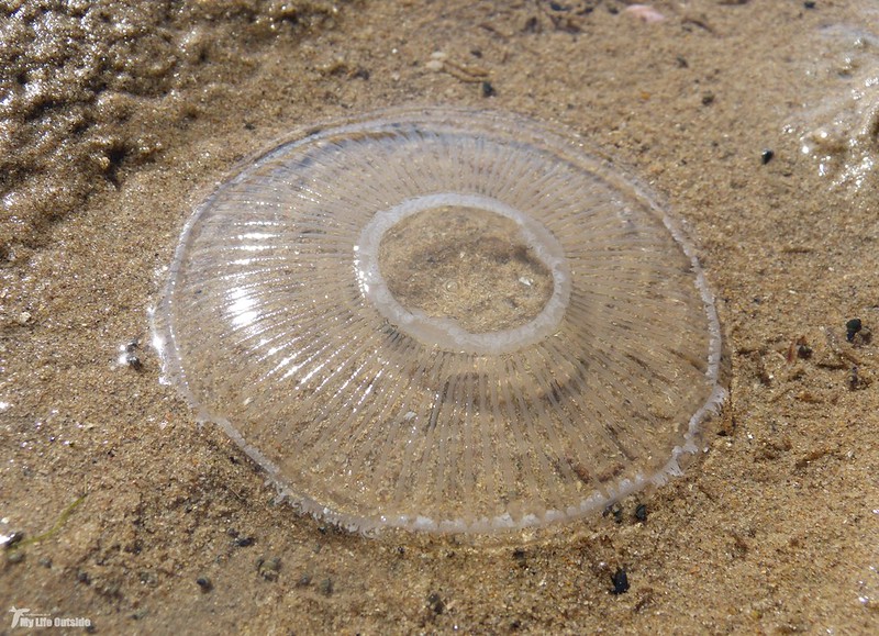 P1080690 - Unidentified Jellyfish,