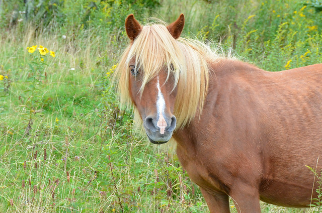 Our ponies have style - Grayson Highlands State Park Virginia