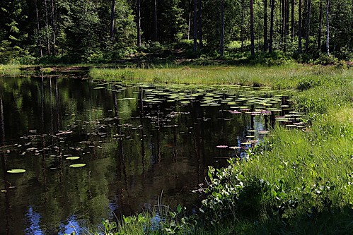 green water oslo norway forest reflections pond calm tarn calmness nordmarka