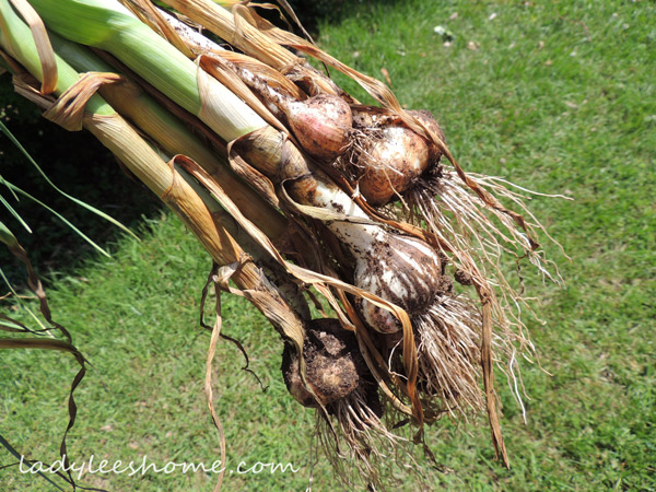 Harvesting-And-Curing-Garlic-11