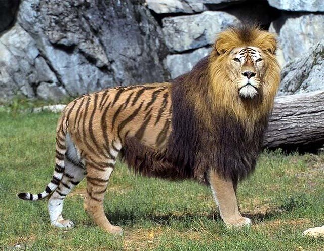 liger1