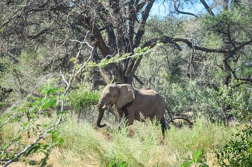 Tracking the desert elephants in the Ugab riverbed near Brandberg, Namibia