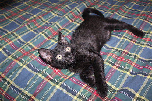 Salem, gatito negro muy guapo nacido en Mayo´14, en adopción. Valencia. ADOPTADO. 14553787797_3ebd51357e