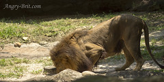 Busch Gardens FL Lion