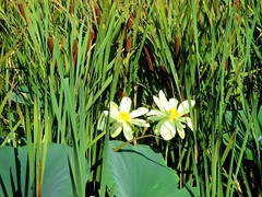 Water Lilies & Cattails