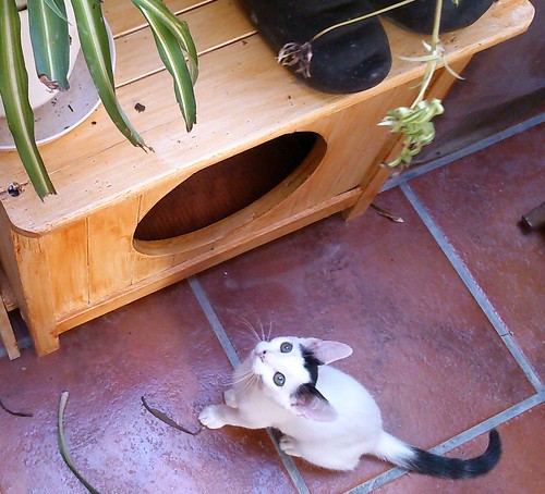 Carlo, gatito blanco con toque negro tímido y muy bueno esterilizado, nacido en Junio´14, en adopción. Valencia. ADOPTADO. 14825090608_41ee1838dd