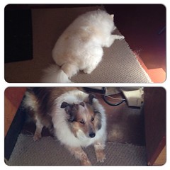 It is super boring being super good while the furnace service guy is here #ilovemydogs #instacollage #eskie #sheltie