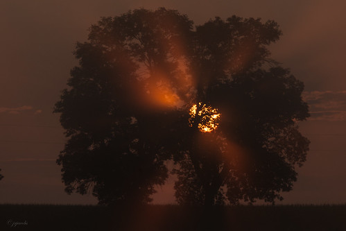 columbus tree fog wisconsin sunrise ©jrj