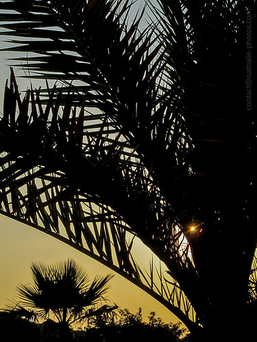 sunrise palm palmier leverdesoleil languedocroussillon lagrandemotte