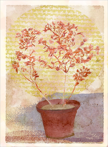 Image of flowers in a pot in The Bahamas
