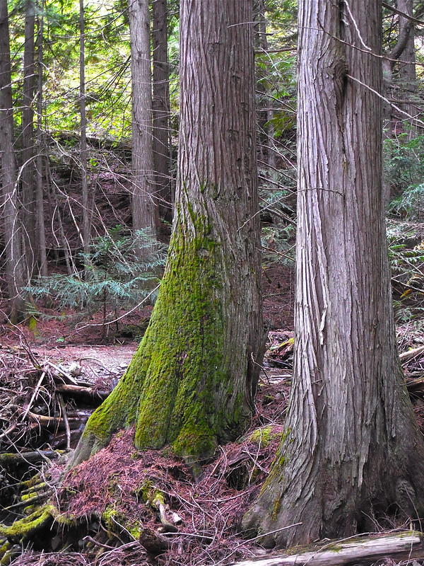 Spring Creek cedars