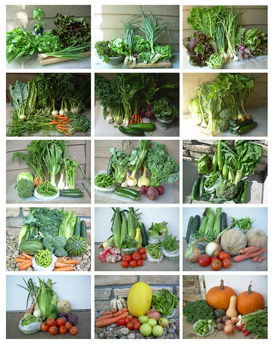 Pictured here are several weeks’ worth of deliveries from a CSA in Colorado. A CSA is a farm or network of multiple farms that offers consumers regular deliveries of locally-grown farm products during harvest season on a subscription or membership basis.  USDA’s new CSA directory will help consumers connect with CSAs and other local food sources more easily. Photo courtesy DIY wine dine home garden.