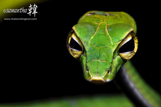 Malayan Whip Snake (Green)