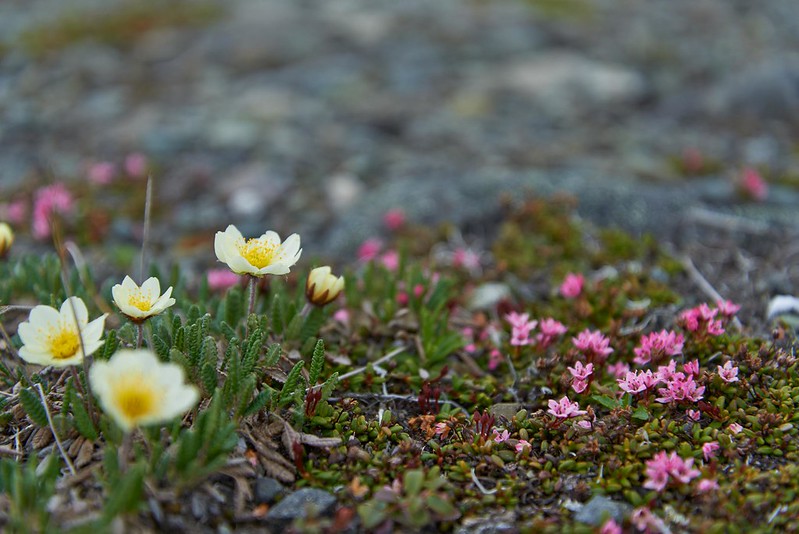 Spring Flowers - Denali Highway