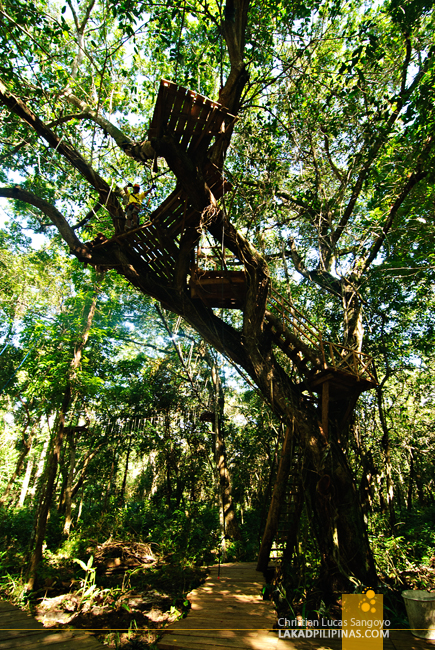 Treetop Adventure at the Chocolate Hills Adventure Park (CHAP)