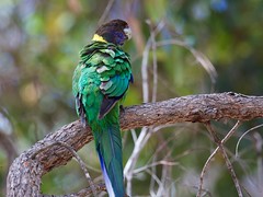 Psittaciformes - Barnardius - Australian Ringneck: Twenty-eight Parrot