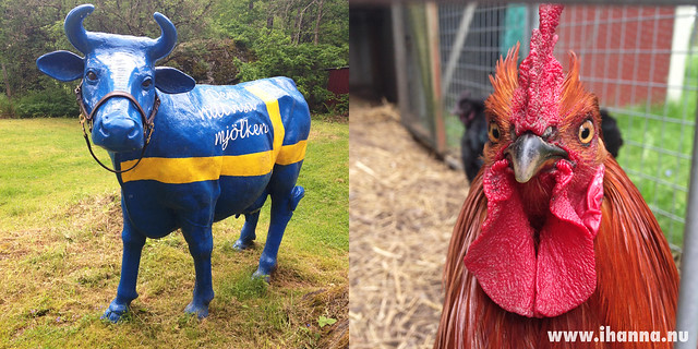 Swedish Cow & Rooster